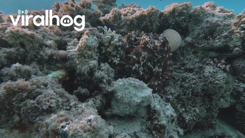 Octopus Camouflage On Coral || ViralHog