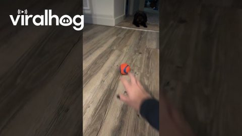 Puppy Invents Her Own Game || ViralHog