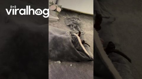 Weiner Dog Lets Legs Hang Out || ViralHog