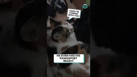 Cheeky Suitcase Cat Surprise || ViralHog