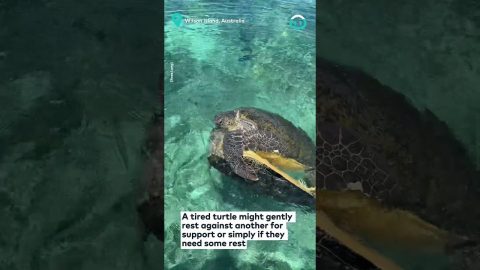 Turtle Supports His Mate with a Hug || ViralHog