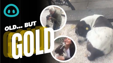 Adorable Reunion with Dog After THREE Years || ViralHog