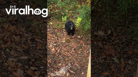 Black Bear Gets Told No || ViralHog