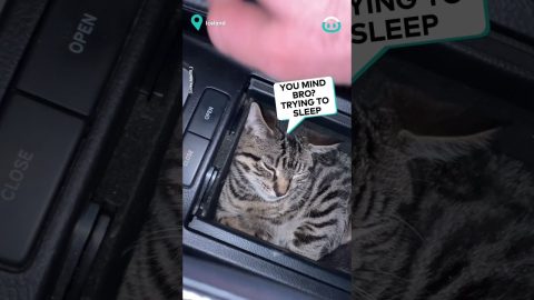 This Kitten Found A Great Nap Spot || ViralHog