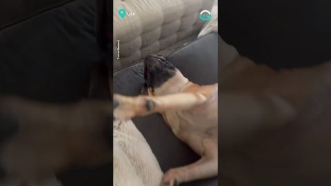 This Dog Owns The Couch || ViralHog