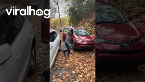 Unbothered Black Bear Checks Unlocked Vehicles || ViralHog