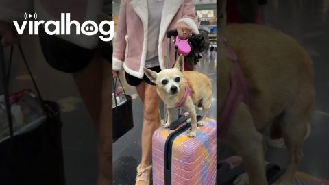Chihuahua Rides Through Airport on Suitcase || ViralHog