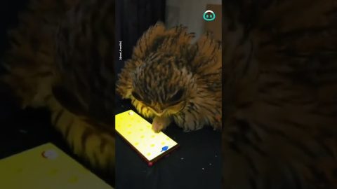 Owl becomes an iPad Kid || ViralHog