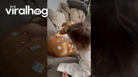 Toddler Stickers Patient Dog || ViralHog