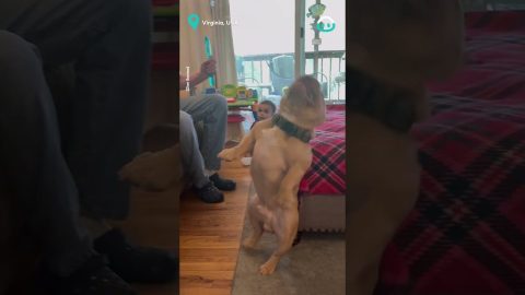 Dog Goes Crazy For Bubbles || ViralHog