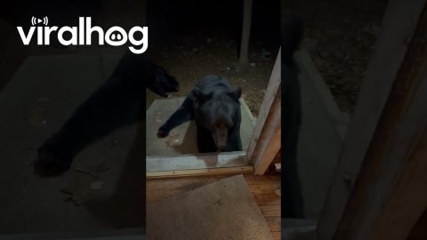 Playing Footsie With A Black Bear || ViralHog