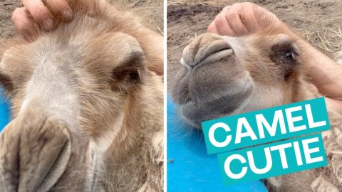 Camel LOVES head Scratchies || ViralHog
