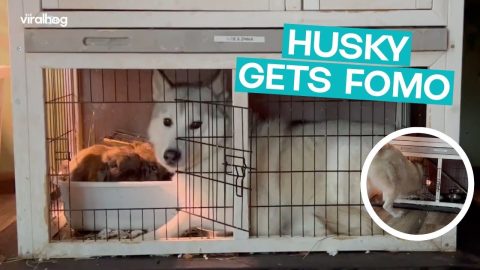 Husky Gets FOMO from Bunnies|| ViralHog