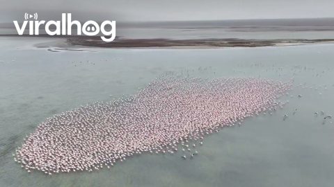 Flamingos Overtake Kazakhstan's Lake Karakol || ViralHog