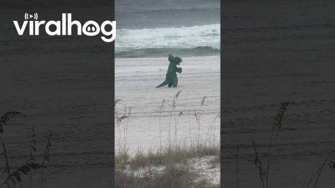 Triceratops Spotted at the Beach || ViralHog