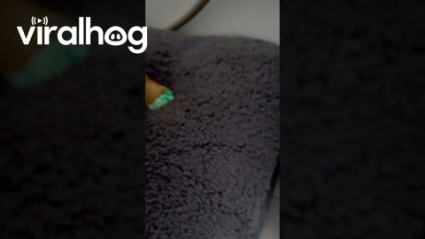 Dogs Make Mess With Green Marker || ViralHog
