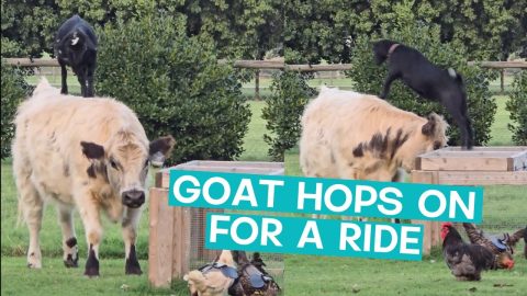 This Goat Has a Cow-y Back || ViralHog