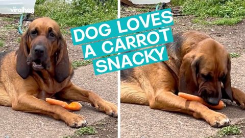 Honey LOVES her Carrot Snacks || ViralHog
