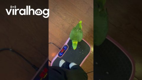 Parrot Steps on Vibration Plate || ViralHog