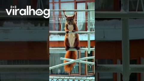 Red Squirrel Visits Balcony || ViralHog