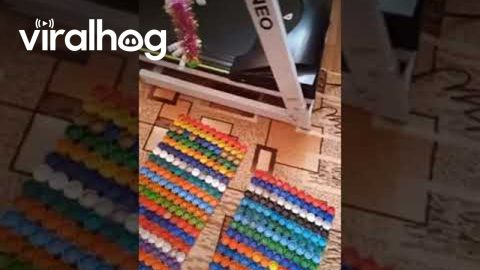 Cats Walk on Treadmill || ViralHog