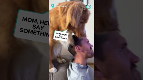 Doggo Wants It KNOWN He Wants Cupcake || ViralHog