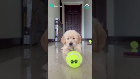 Golden Retriever FIRST Tennis Ball || ViralHog