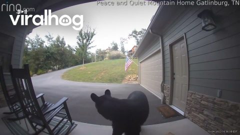 Bear Steals Package || ViralHog