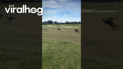 Golfers Wait For Kangaroo Traffic || ViralHog
