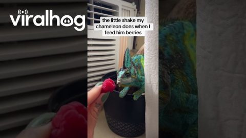 Chameleon Dances For Raspberry || ViralHog