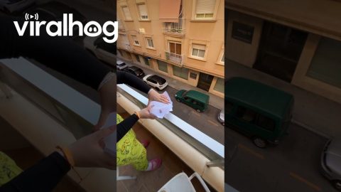 Cockroach Floats Down From Balcony in Style || ViralHog