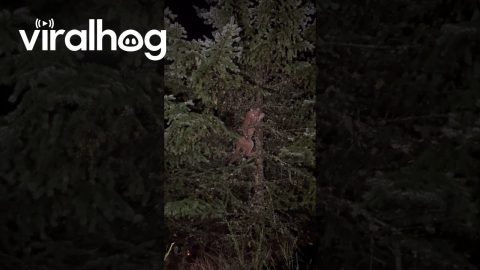 Basenjis Tree Cougar || ViralHog