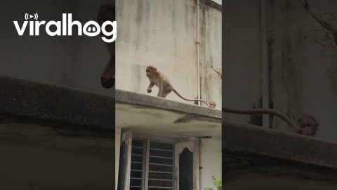 Monkey Has a Sweet Tooth || ViralHog