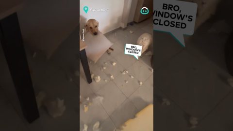 This Dog Is In Trouble.. || ViralHog