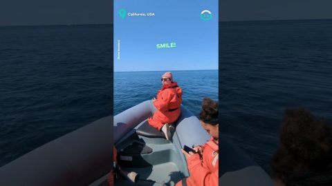 Perfectly Timed Humpback Whale Shot || ViralHog