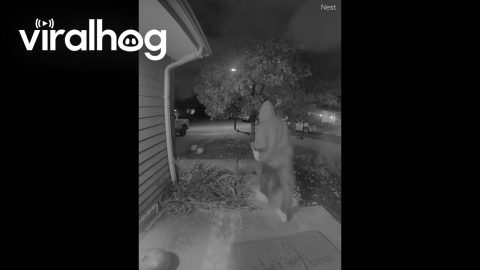 Karma Catches Halloween Taker || ViralHog