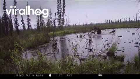 Bear Chases Moose Family Into Pond || ViralHog