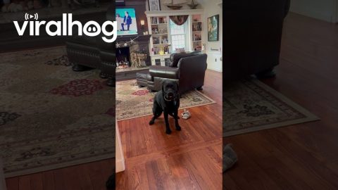 Black Lab Is Ready to Go || ViralHog