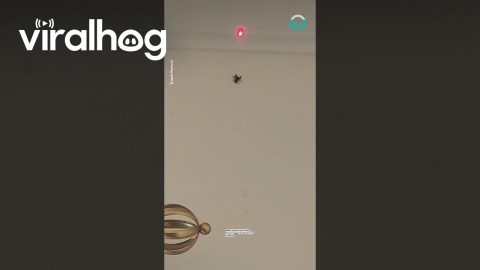 Spider Chases Laser || ViralHog