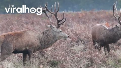 Losing Stag Gets Bloody Nose || ViralHog