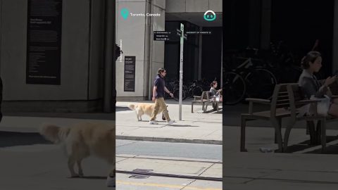 Golden Retriever Goes Shopping || ViralHog