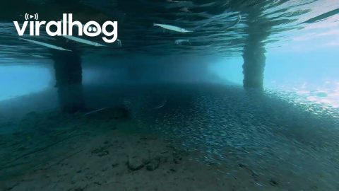 Needlefish Feed on School of Little Sardines || ViralHog