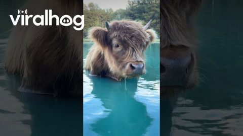 Duck Loves His Highland Cow || ViralHog