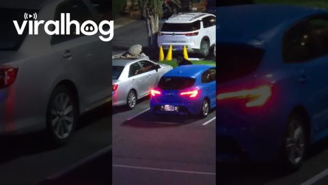 Gatlinburg Black Bear Attempts Rideshare || ViralHog