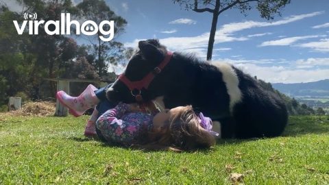 My Daughter Sings to Her Cow Friend || ViralHog