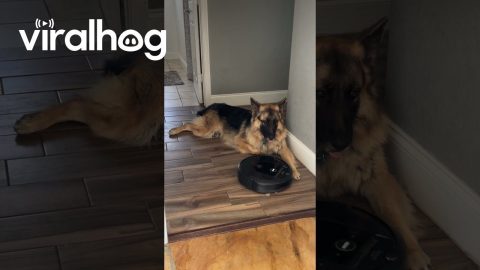 German Shepherd Unfazed By Robot Vacuum || ViralHog