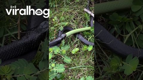 Snake Eats Another Snake || ViralHog
