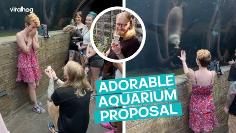 Surprise Sea Lion Proposal || ViralHog