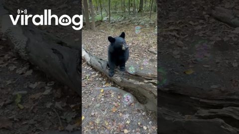 Black Bear Cub Afraid Of Bubbles || ViralHog