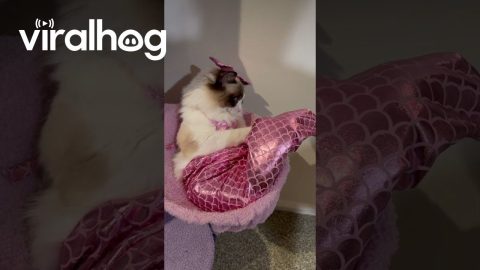 Magnificent Merkitty || ViralHog
